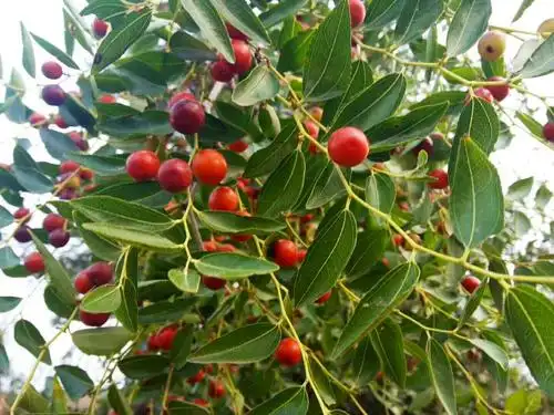 是我儿时的伙伴,过去每年清明节的时候,我们都到枣树上挷上秋千