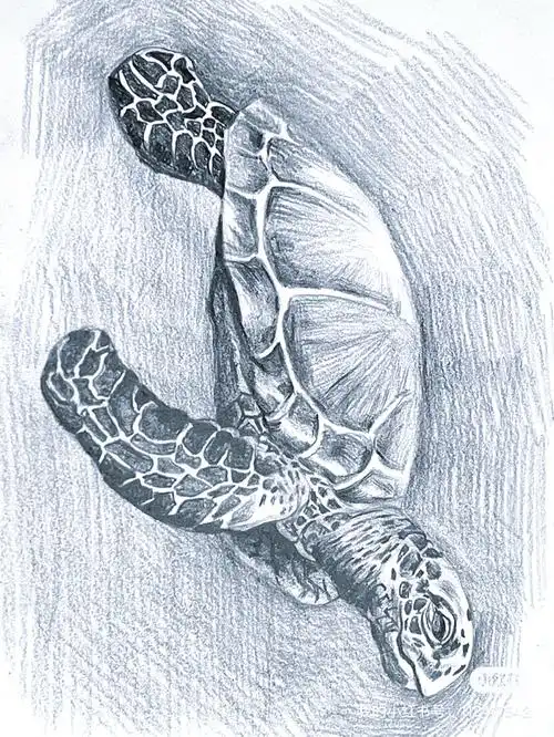 素描海龟