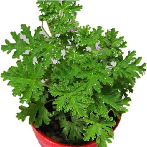 驱蚊虫花卉种子 驱蚊草种籽除虫菊花种艾草驱蚊植物室内盆栽