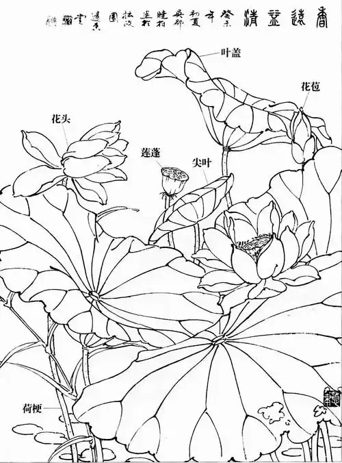 水墨荷花的绘画技巧!