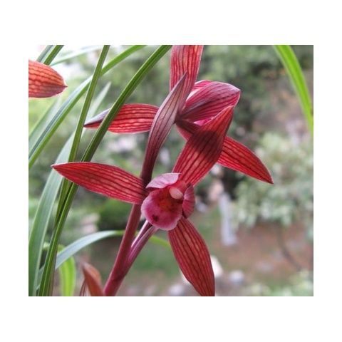 兰花园室内兰花苗盆栽最香春兰醉红素阳台浓香型清仓