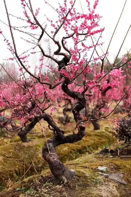 红梅造型基地红梅弯弯树多少钱,湖南红梅造型市场行情