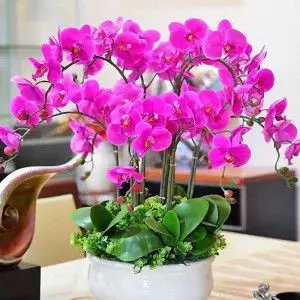 蝴蝶兰盆栽带花大盆