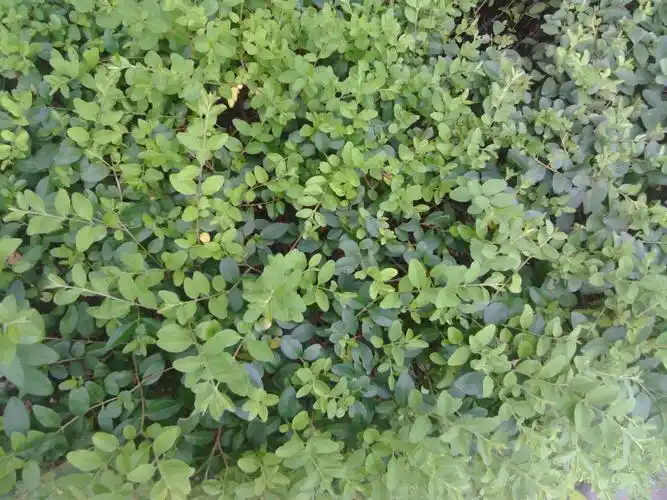 这是河南常见的路边绿篱,但不知是什么植物,还请高手赐教.