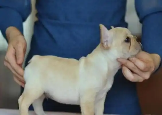 【法斗什么颜色纯】很多人养的法国斗牛犬都是串串,纯种有五个特点,你