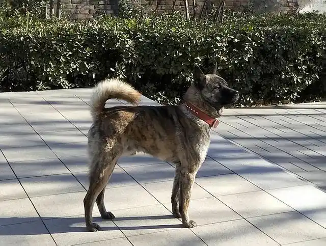 虎斑犬曾经位列清代乾隆御园十大名猎犬之一"斑锦彪",嗅觉超级灵敏