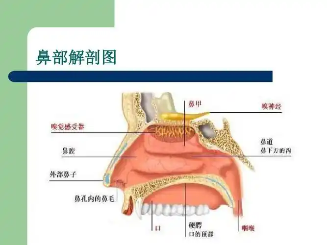 鼻部解剖图