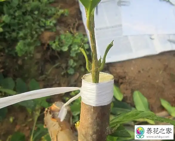 盆景石榴的嫁接时间和方法