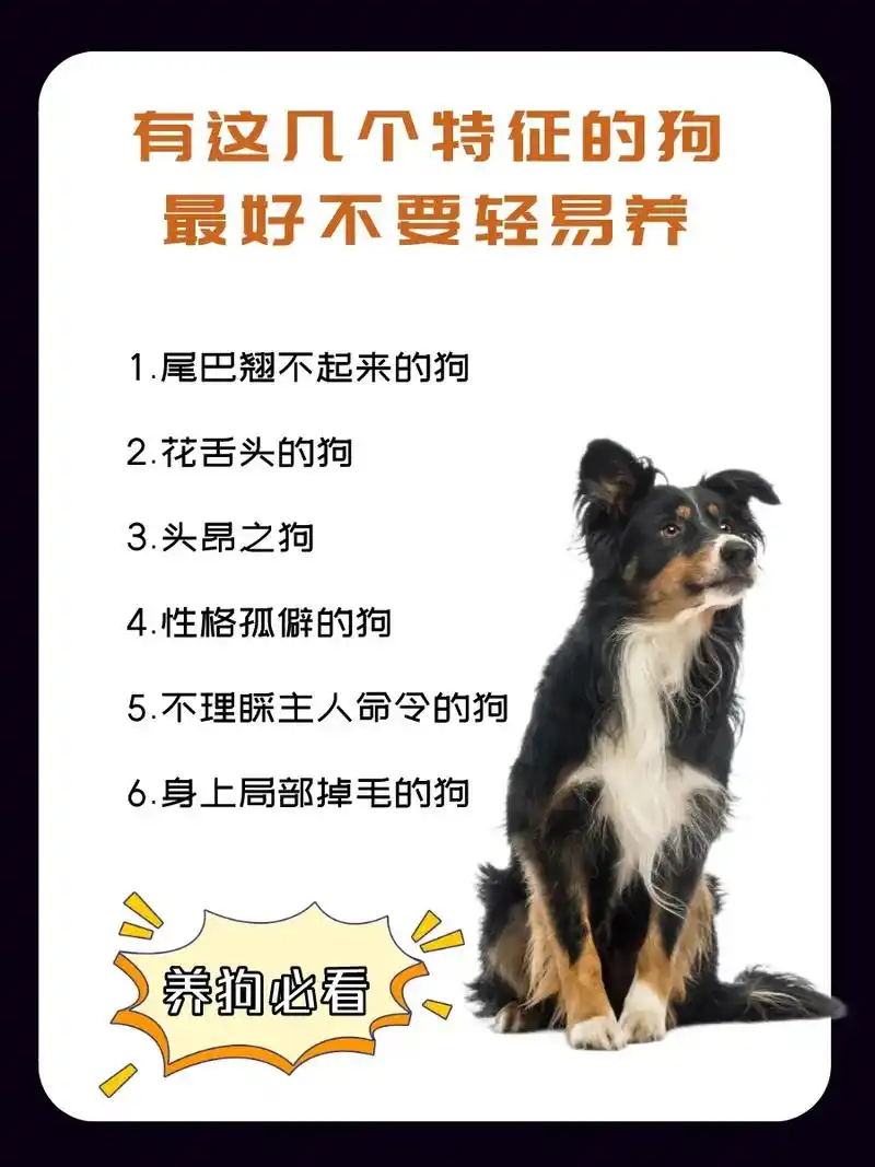 有这几个特征的狗,最好不要轻易养!1,尾巴翘不起来的狗 老 - 抖音