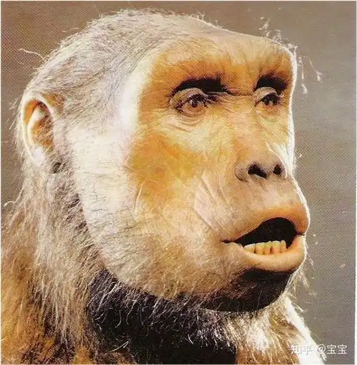 440万年南方古猿湖畔种,420—380万年南方古猿阿法种,318万年能人匠人