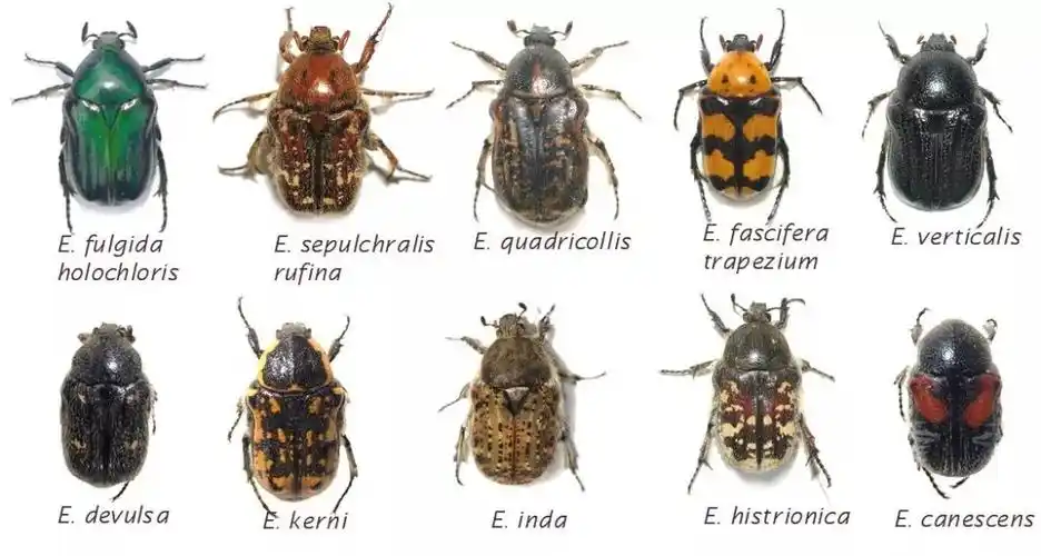 养一只会飞的迷彩装甲?来听牧野侃甲虫 | 肆养者说