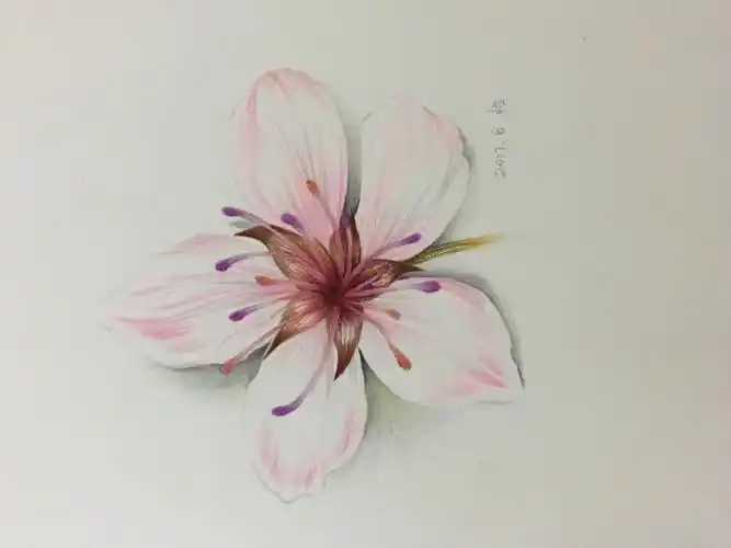 樱花彩铅手绘步骤图