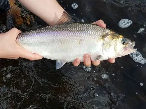 现在鲥鱼多少钱一斤 - 2020年最新商品信息聚合专区 - 百度爱采购