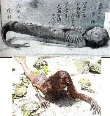 美人鱼真的存在吗?揭开美人鱼神秘面纱(图文揭秘)