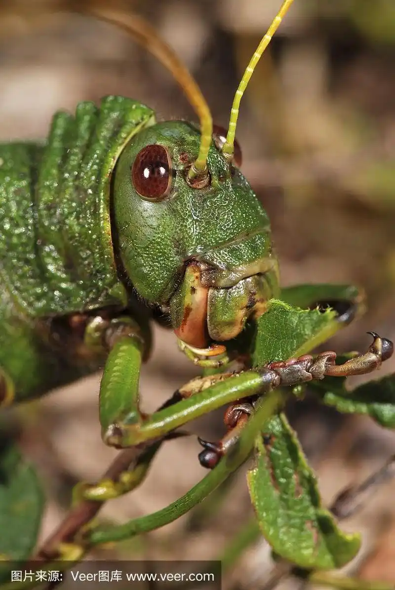 巨型蚱蜢(跗趾蚱蜢)