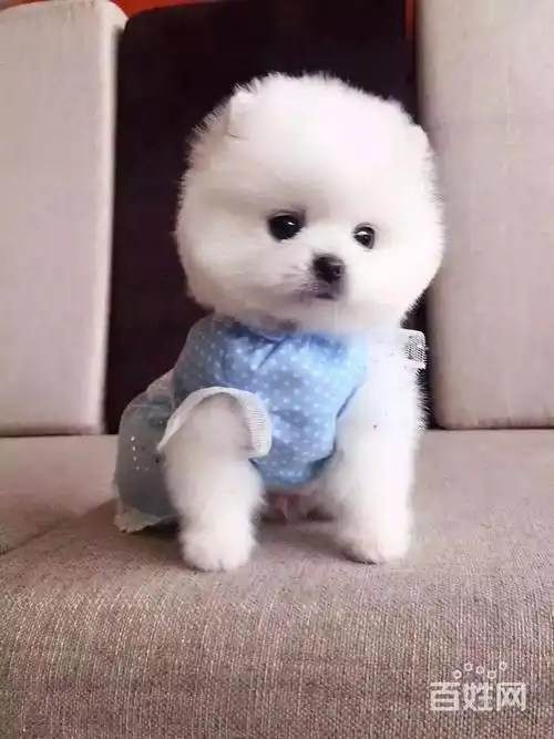 【淄博博美狗场】--博美多少钱--疫苗齐全