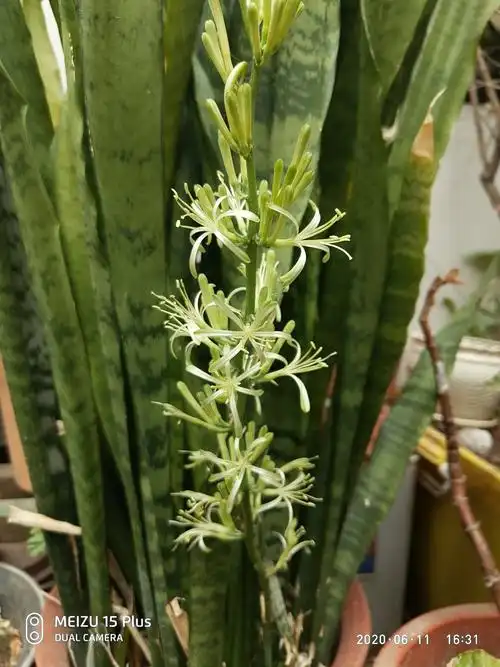 虎皮兰花开吉祥来