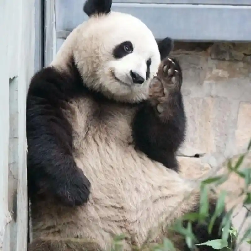 么么儿真的好治愈,从小可爱到大,希望你永远开心快乐#大熊猫萌 - 抖音