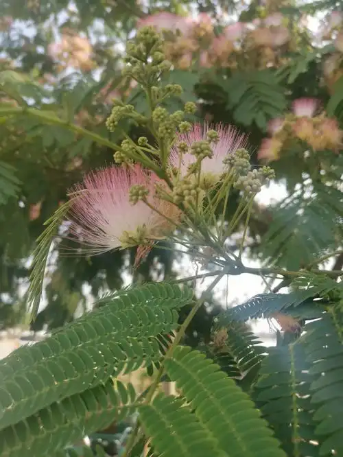 合欢花有解郁安神的功效.