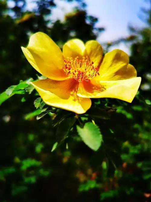 陇原圈子单瓣黄刺玫