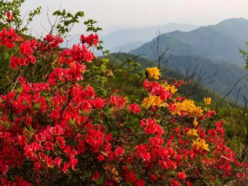 凫山高山千亩映山红
