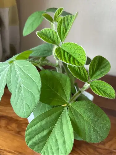 王若朴种的黄豆苗在长高 赞长大的小豆苗 ——文灶之子 豆种泥土里