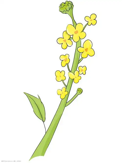 插画 立春油菜花 黄色的油菜花 春季油菜花 漂亮的油菜花 卡通油菜花