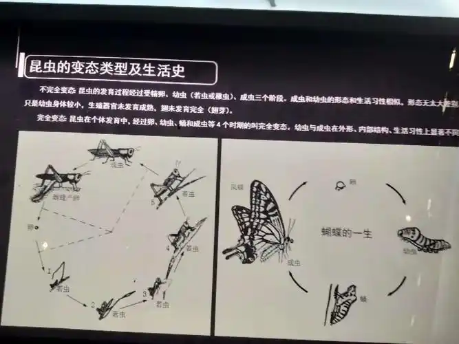 蝴蝶和螳螂的变化过程