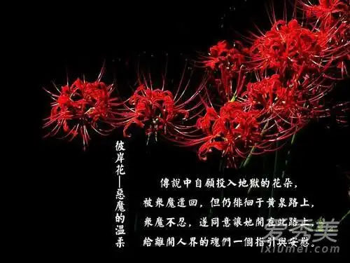 死亡之花是什么花 死亡之花的作用