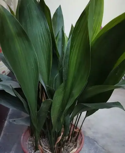 原创一叶兰叶子优美,四季常绿,漂亮又好养,胜过绿萝