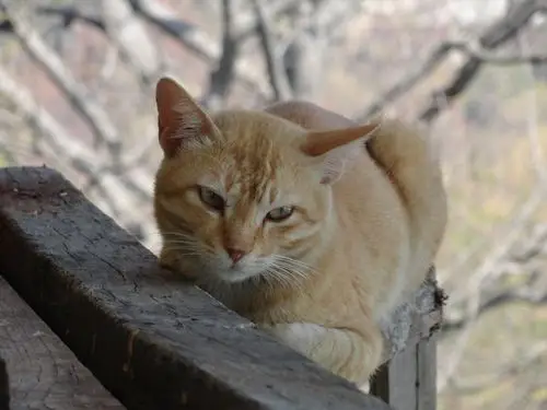 愿成为你怀里的一颗星——缅甸行记--part1 曼德勒