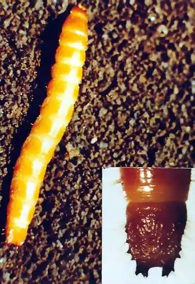 p>金针虫是叩甲(鞘翅目coleoptera叩甲科elateridae)幼虫的通称, 广