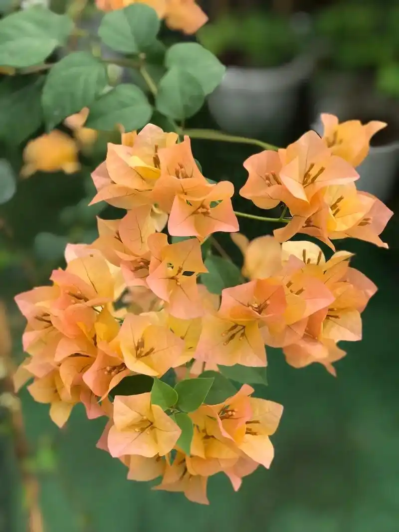 三角梅 金色光辉 @yt的花 快看你家的群花 - 抖音