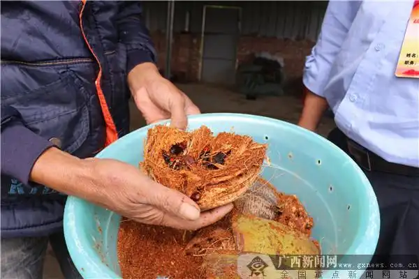 竹虫养殖技术视频 实拍 灵山县:小小竹虫成为致富密码_农业技术网