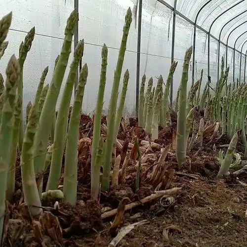 芦笋苗采购 益农高科更专业 芦笋种植 芦笋起订量:≥1袋价69格:06