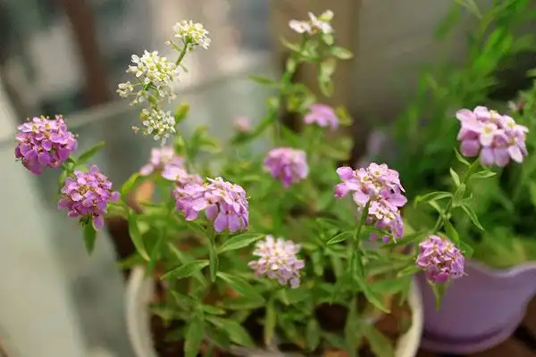 蜂室花什么时候播种最好