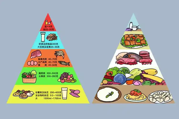 一天所需的营养比例图