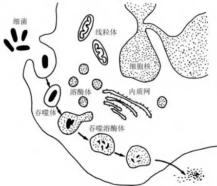 吞噬细胞吞噬病原菌受基因控制吗