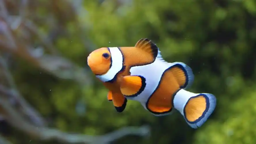 小丑鱼,anemonefish,鱼