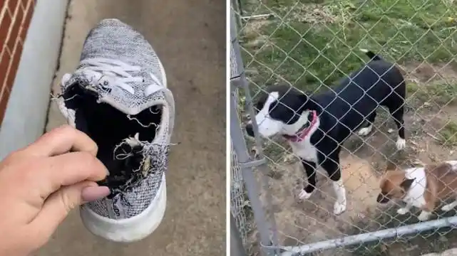 网友觉得米莉的反应很搞笑,有人评论说:"狗狗根