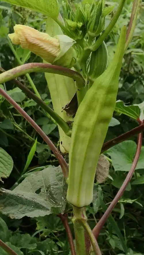 咖啡黄葵的养殖方法