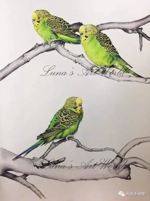 彩铅教程|画几只呆萌的虎皮鹦鹉