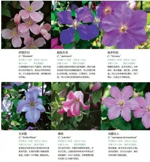 第一本属于入门介绍,会帮你认识铁线莲品种,不同品种的习性,何时开花