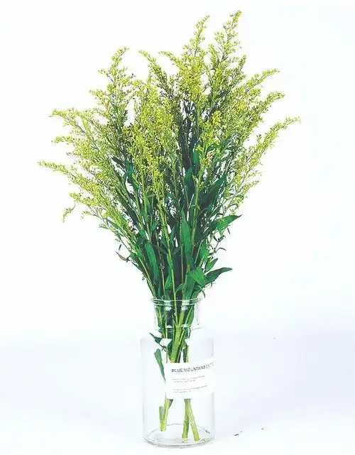 黄莺花与加拿大一枝黄花有何不同