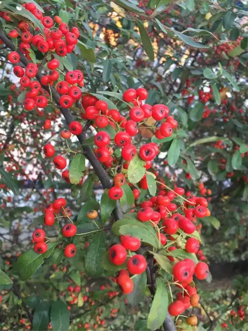 校园围墙旁的那一排排红子刺,红红的果实惹人爱