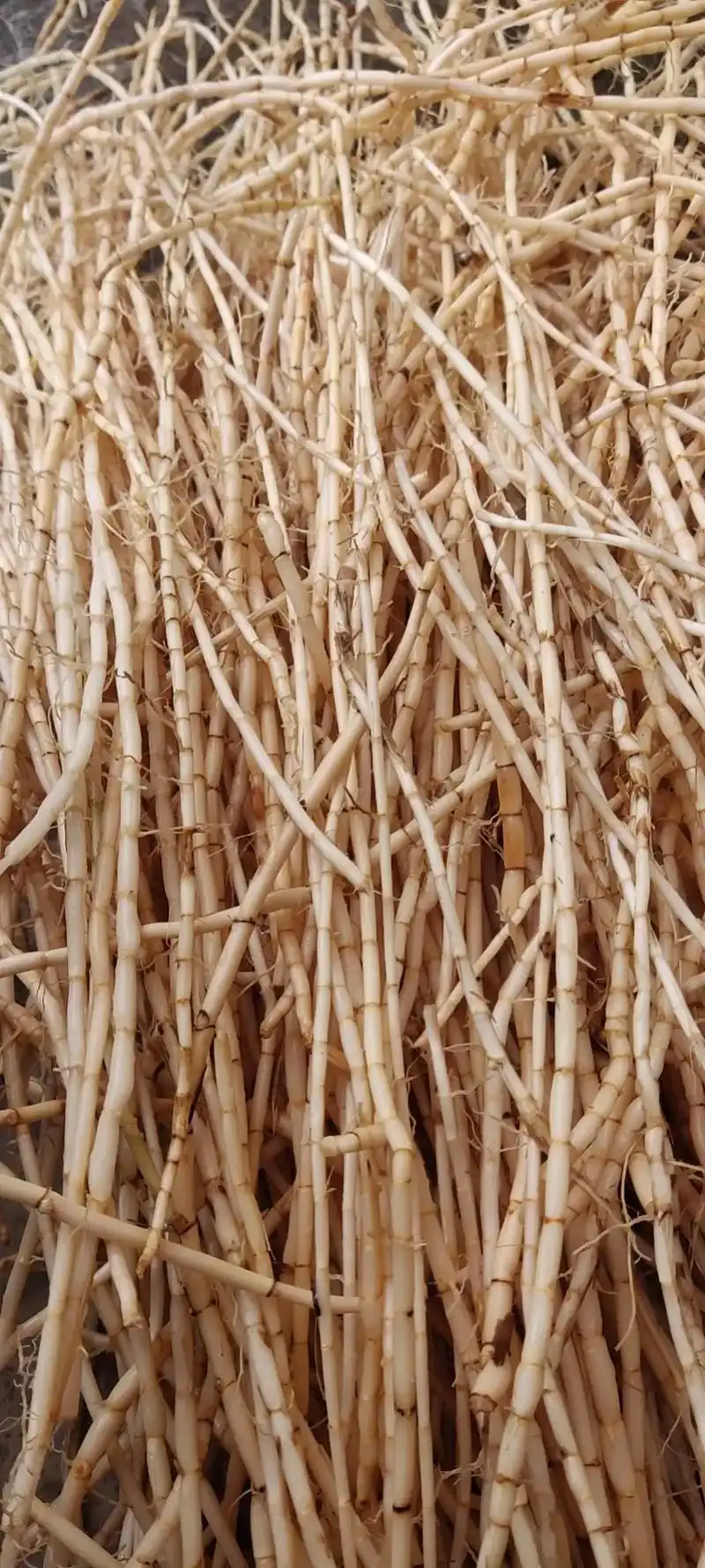 野生鲜茅根正式上市啦