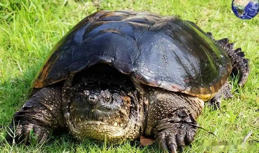 北京老大爷养龟10年,小乌龟变成50斤"巨无霸",如今白送没人要