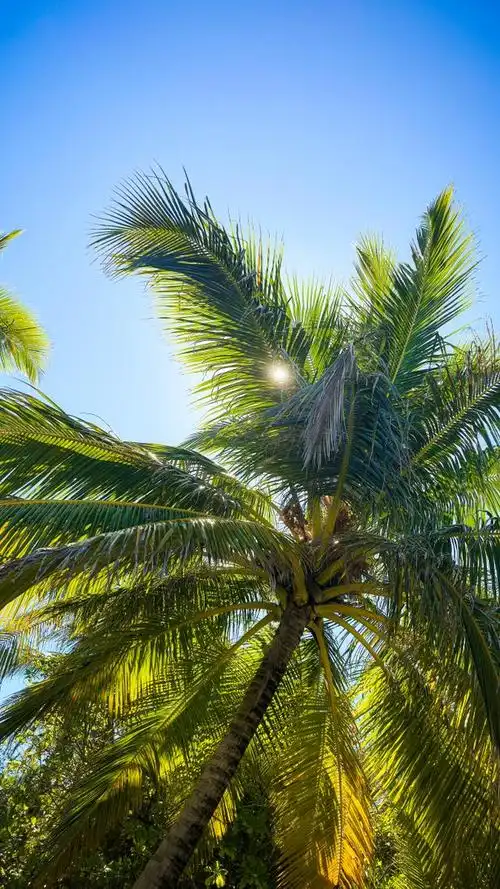 棕榈树是一种非常美丽的植物,不仅具有观赏价值,还有许多实用的用途.