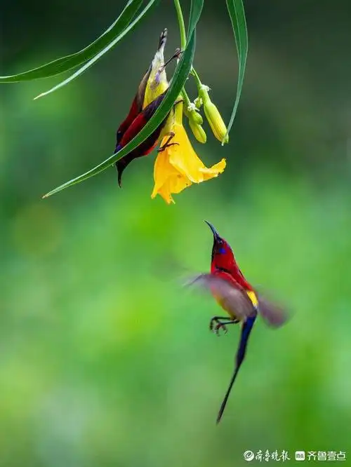 可爱的蓝喉太阳鸟,长得像愤怒的小鸟
