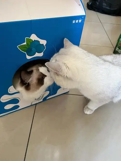 当你养了两只猫